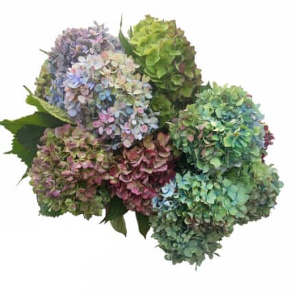 Hydrangea BlueGreen quick