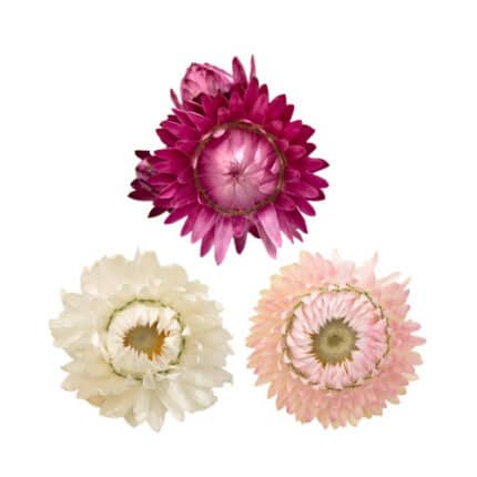 Strawflower CandyMix holex(10st)