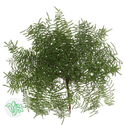 Coral Fern Polypodioides holl - DR COR FERN POLY