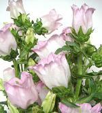 Campanula pink sole