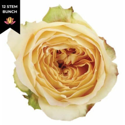 Rose Gdn  Caramel Antike(12st)flore
