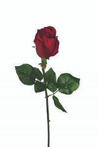 Rose bud stem red  19" 1doz