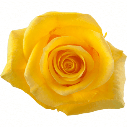 Rose Momemtum 50cm Sunrite