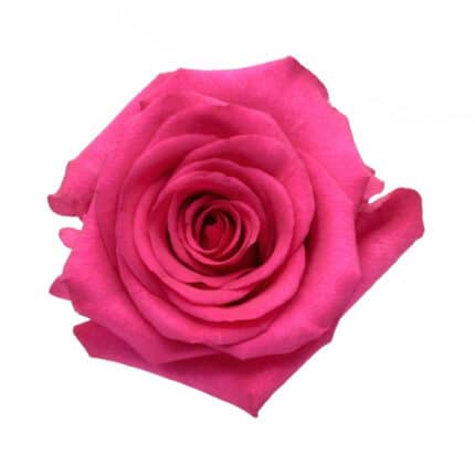 Rose Hot Spot 60cm naranjo