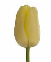 Tulip Dbl Yellow Pompone holl