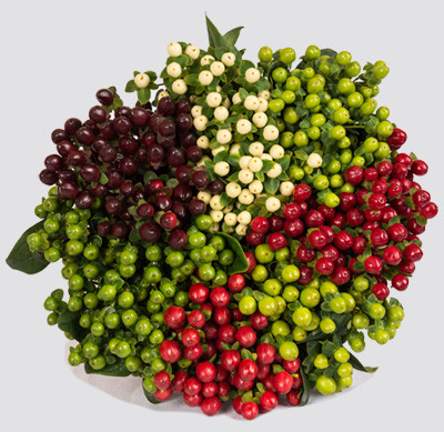Hypericum Holiday Asst(14case)
