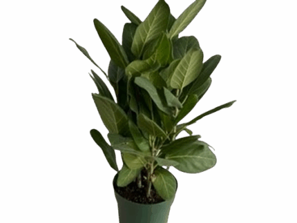 8" Ficus Audrey