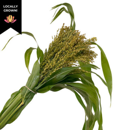Broomcorn Blonde cramer