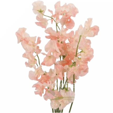 Sweet Pea Tinted Candy holex