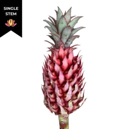 Pineapple national(Stem)