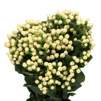 Hypericum Cool Romance Spray 6