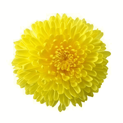 Mum Disbud Ball Paladov Yell(1