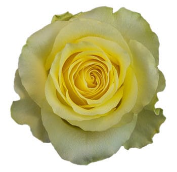 Rose Minion 40cm rio priv coll