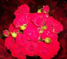 RED mimi spray hosa(bu)