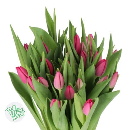 Tulip Hot Pink holl