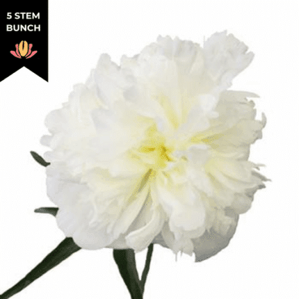 Peony Henry Sass israel 5st white