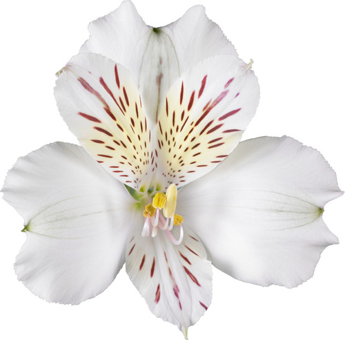 d2f93344-dc49-4cac-8e2e-25bc23f0cbcb.jpg Alstro. Snowtime florisol supsel - Image 1