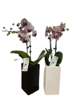 4” Phalaenopsis in Ceramic