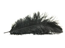 Feather Ostrich Black each