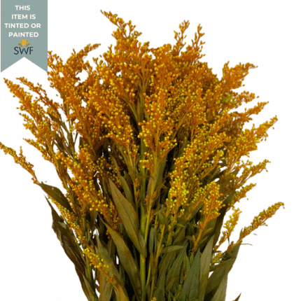 Solidago Orange rio