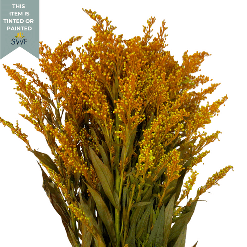 d30342ee-4e8b-4b07-b7b5-b2ae399b407e.png Solidago Orange rio - Image 1