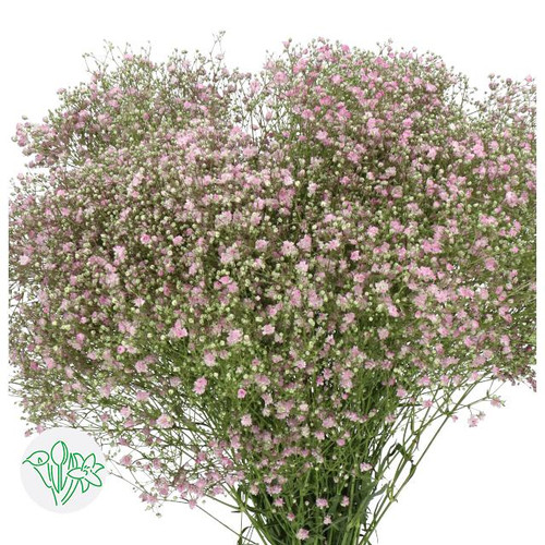 d317aa1c-9544-4163-bbe8-1b253ccaefc8.jpg Baby'sBreath Lt Pink holl - Image 1