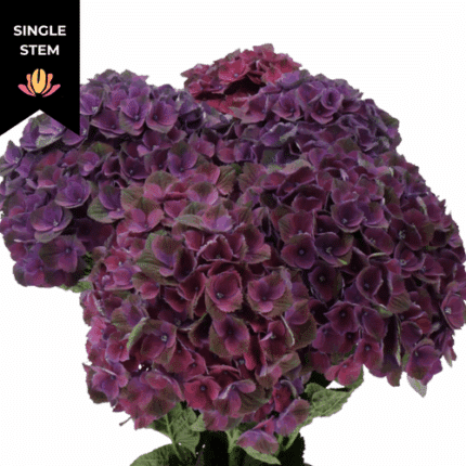 Hydrangea Magical Mistral Purp