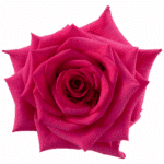 Rose Topaz 60cm rprima