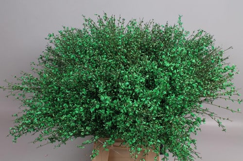 d34c9519-5cf2-4a82-a24d-f3cc7f83a4de.jpg Ginestra Green holl - Image 1