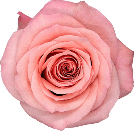 Rose Sweet Mama 50cm rprima