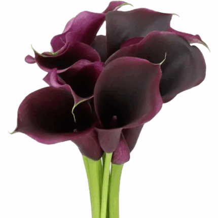 Calla Capt. Carrera holl