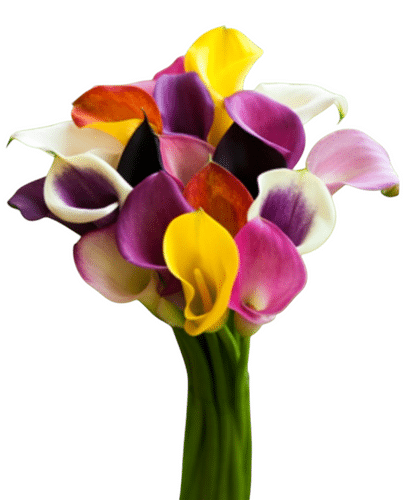 Calla Asst(10case)cont