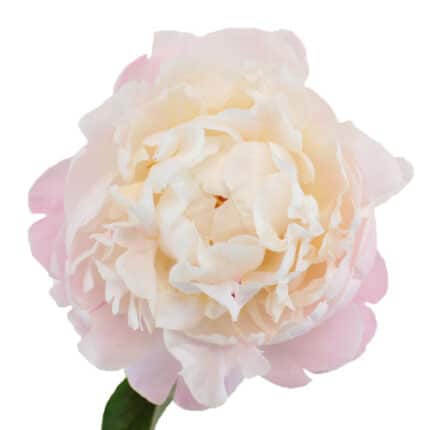 Peony Blush chile