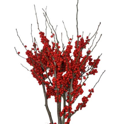Ilex Red seaberyr2'- 3'(5st)