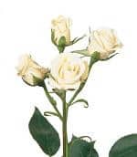 RoseSpray White  rio