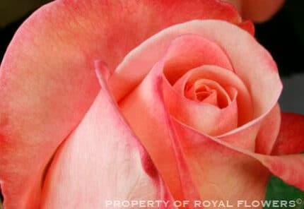 ROYAL blush short rfi