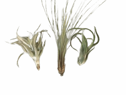 MEDIUM AIR PLANTS