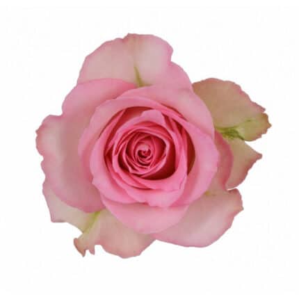 Rose SweetUnique 60cm rosaprima