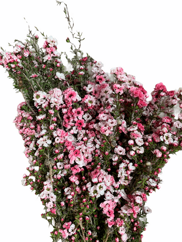 Lypto Tricolor  jfisher