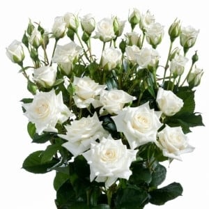 RoseSpray Snowflake rfi