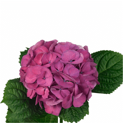 Hydrangea San Tropez holl(STEM