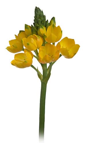 Star of Beth. Hybrid Yellow rio