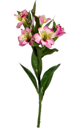 Alstro. TwoTone much perf