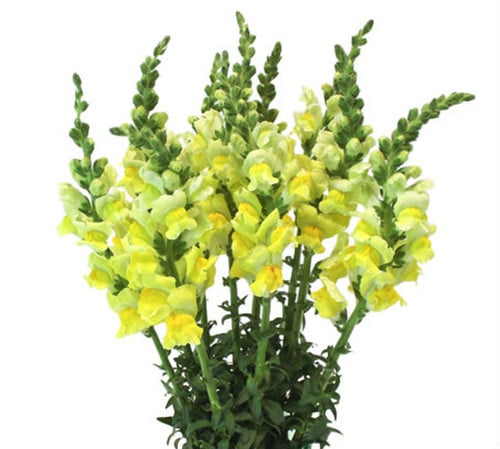 d3b43f0b-1474-468d-afd2-eaf198f772cf.jpg Snapdragons Yellow Hendricks - Image 1