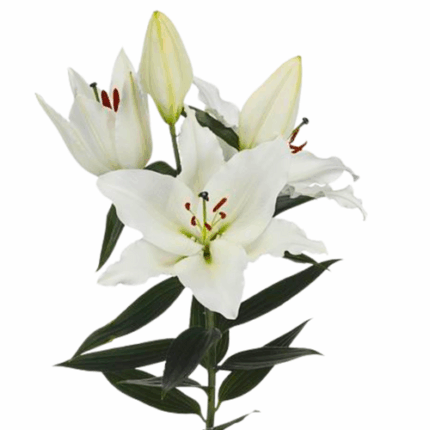 Lily Riverdale holl 2bl +