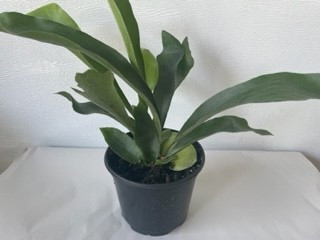 6" Staghorn Fern