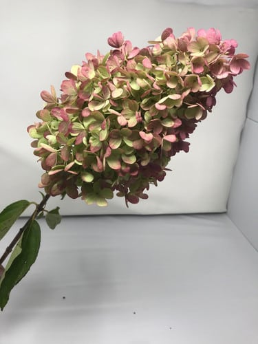 Hydrangea Panniculata Ant. Mar