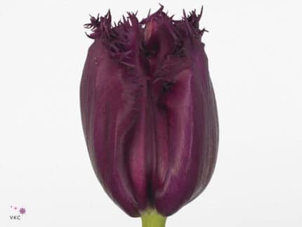 Tulip Frill Gorilla holl xtra
