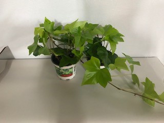 4" NEON CANARY IVY