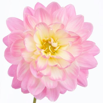Dahlia LtPink s.v.